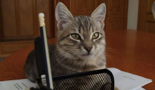 COVID-19 нашли у 15% бродячих кошек Уханя