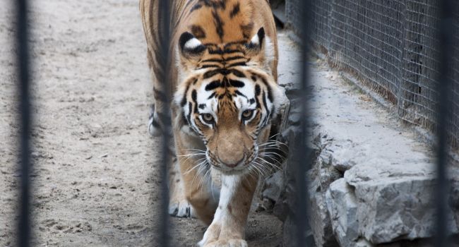 Коронавирус передается животным: в зоопарке Нью-Йорка выявлен первый случай