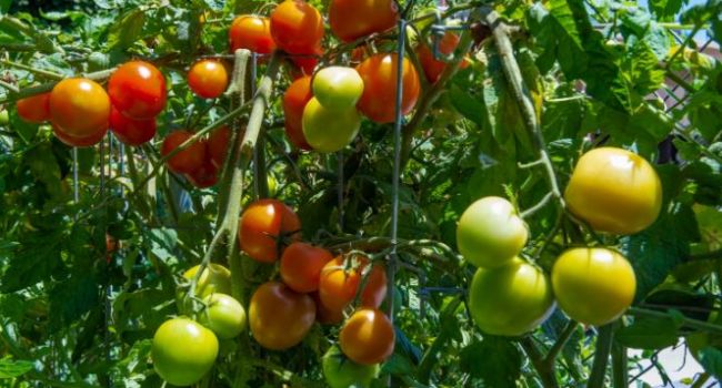 Против алкоголя: ученые установили еще несколько полезных свойств помидоров 