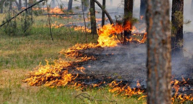 Политолог: пока в Украине горит лес, Нацполиция занята отловом мелких нарушителей карантина для грубых штрафов и красивой статистики