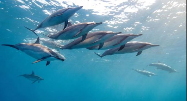 Погибали от заболеваний: экологи предупредили о массовом вымирании дельфинов в Крыму 