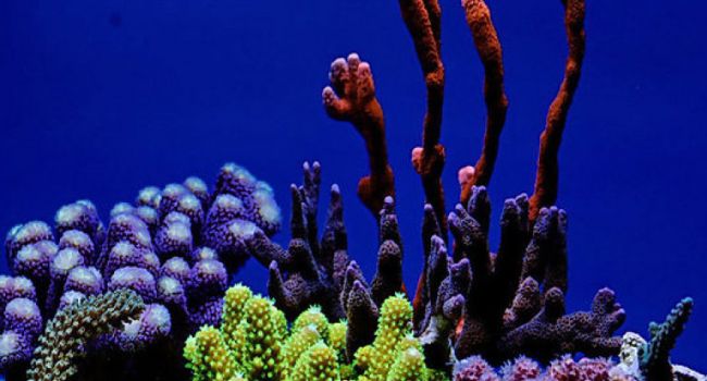 Прекратят существование: ученые рассказали о перспективах выживания Большого Барьерного рифа 