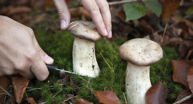 Эксперты рассказали, как нужно правильно собирать грибы