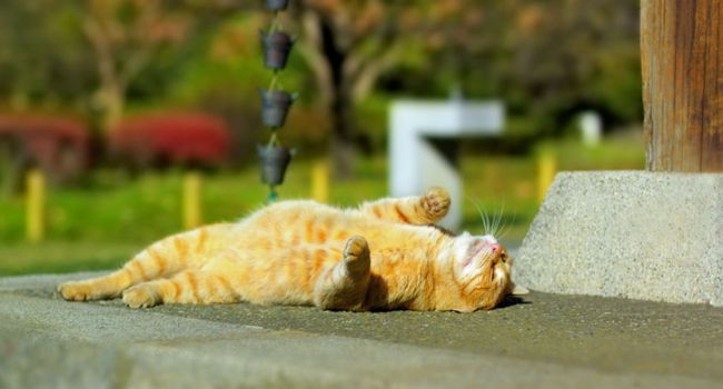 «Больше невозможно сделать прогнозы»: синоптик предупредил, что погода будет резко меняться «Больше невозможно сделать прогнозы»: синоптик предупредил, что погода будет резко меняться