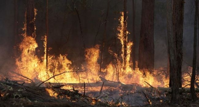 Ветеран АТО рассказал, как побороть массовые диверсии с поджогами травы по всей Украине
