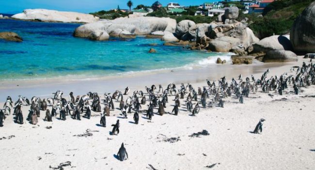 Просто гуляют по пустым улицам: в опустевшем из-за коронавируса Кейптауне появились пингвины