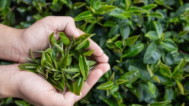 Помогает предотвратить неврологические заболевания: ученые рассказали, чем полезен зеленый чай