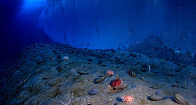 Обитают в кипящей воде: на дне залива ученые обнаружили уникальных архей