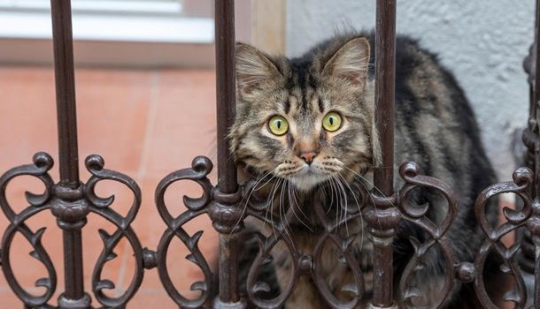 В США заявили о зафиксированных случаях заражения котов коронавирусом 