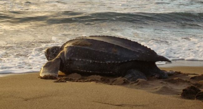 Из-за карантина: на популярных тайских пляжах появились уникальные черепахи
