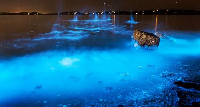 «Неоново-синий цвет»: на побережье Мексики ученые зафиксировали аномалию 