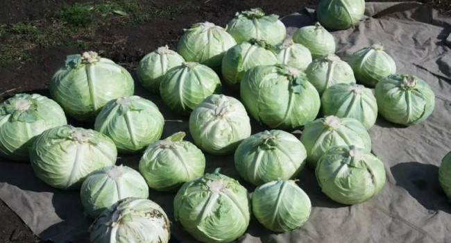 Огромные убытки: украинские фермеры уничтожают урожай из-за импортных продуктов в магазинах 