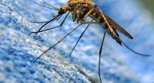 Комары больше не смогут переносить малярию: ученые обнаружили уникальных микробов