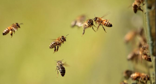 Ученые объяснили массовое вымирание пчел 