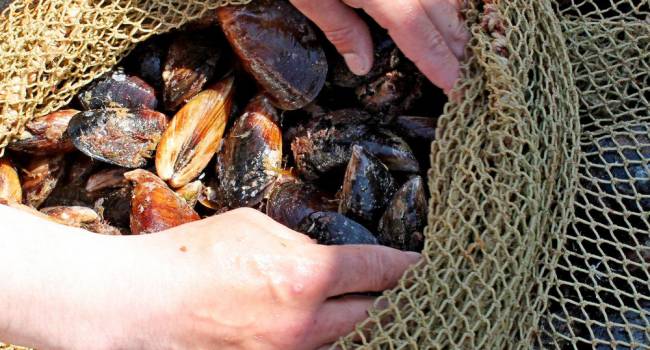 С 1 июня в Черном море запретили вылов морепродуктов 