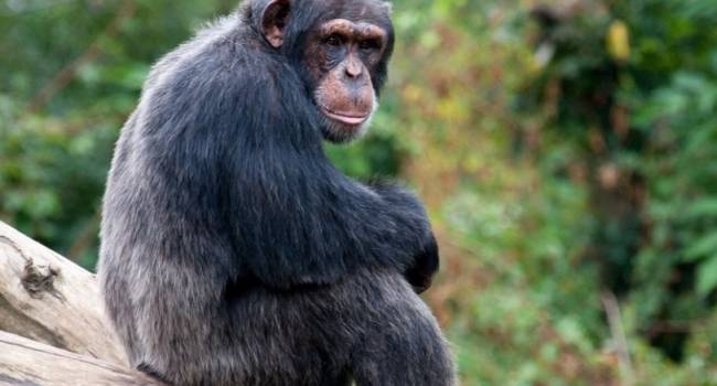 Ученые выяснили, с какой целью шимпанзе бросают камни в деревья 