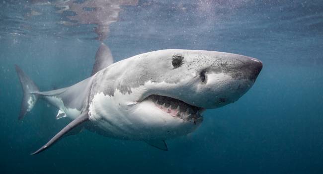 «Много времени проводят на дне»: ученые рассказали о странном рационе белых акул