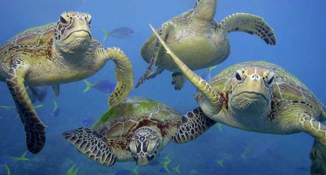 На островах Большого Барьерного рифа заметили самую масштабную миграцию черепах 