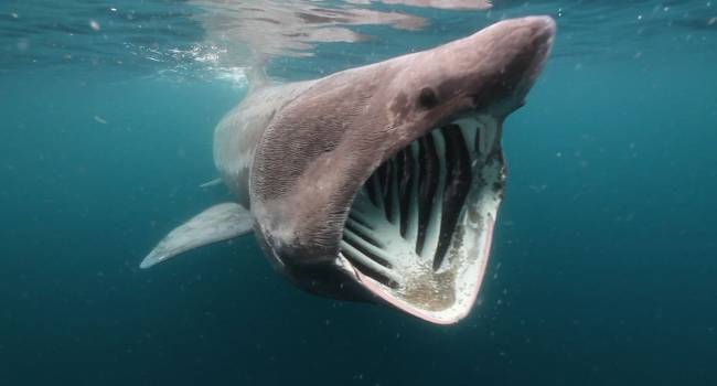 Ученые выловили гигантскую акулу вблизи побережья Японии