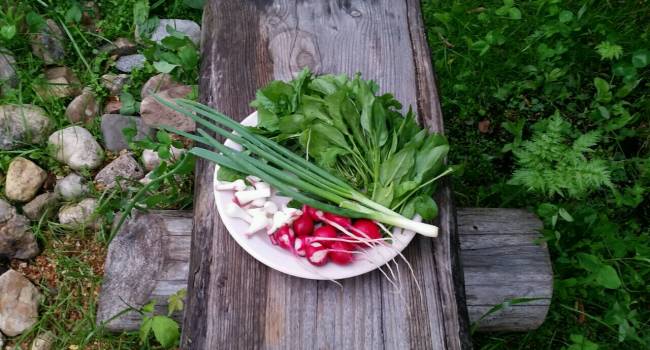 Диетологи назвали лучшие продукты с огорода для летнего рациона