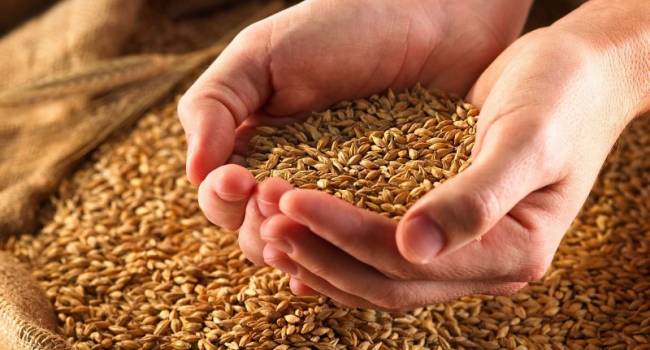 Голод не грозит: Украина соберет 60-72 миллиона тонн зерновых – хватит для внутреннего потребления и для экспорта