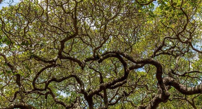 «Оно продолжает расти»: ученые раскрыли секрет самого большого дерева на Земле