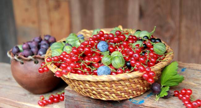 «Только как самостоятельное блюдо»: диетолог рассказала об опасности ягод 