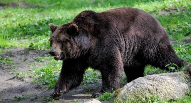 Медведь разорвал людей фото