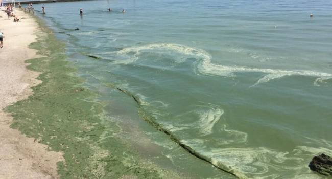 «Все кругом позеленело»: экологи призывают туристов воздержаться от купания на одесских пляжах 