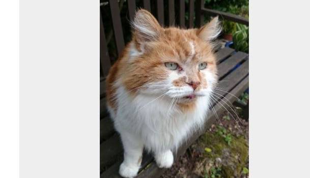 Абсолютный рекордсмен Книги Гиннесса: в Британии скончался старейший в мире кот 