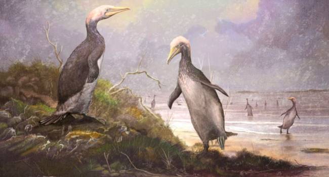 Были похожи на пингвинов: ученые обнаружили гигантскую морскую птицу, жившую на Земле миллионы лет назад