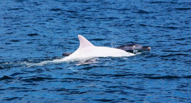 Животное сильно травмировано: ученые обнаружили в Черном море дельфина-альбиноса