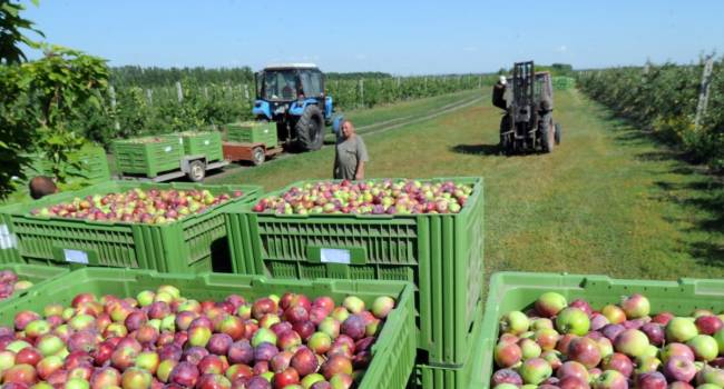 В Украине «загибается» производство сельскохозяйственной продукции – Госстат