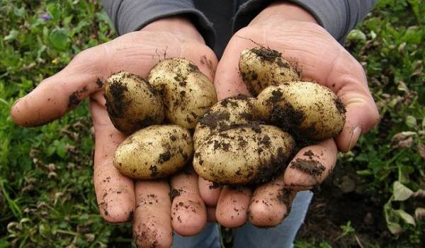 Через десять лет в Украине не будут выращивать картофель: названа причина 
