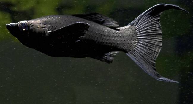 Использует для укрытия: ученые обнаружили уникальную рыбу с абсолютно черной кожей