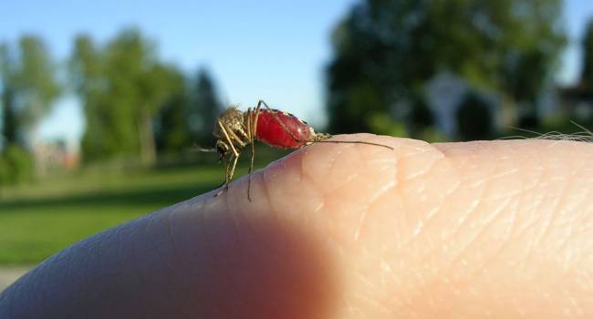 Ученые объяснили, почему комары так любят человеческую кровь 