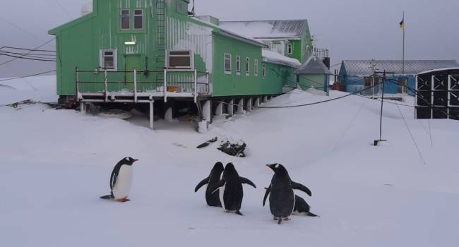 Совершенно неожиданно для зимнего сезона: на украинскую станцию в Антарктиде пожаловали пингвины