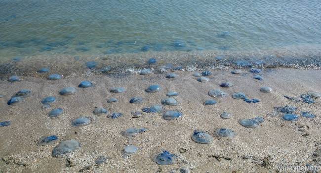 «Их настолько много, что невозможно плавать»: экологи назвали причину нашествия медуз в Кирилловке 