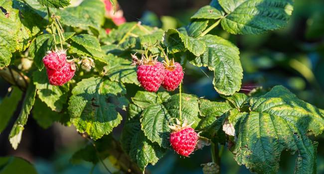  ������ ������� ������ ������������ �������������� 