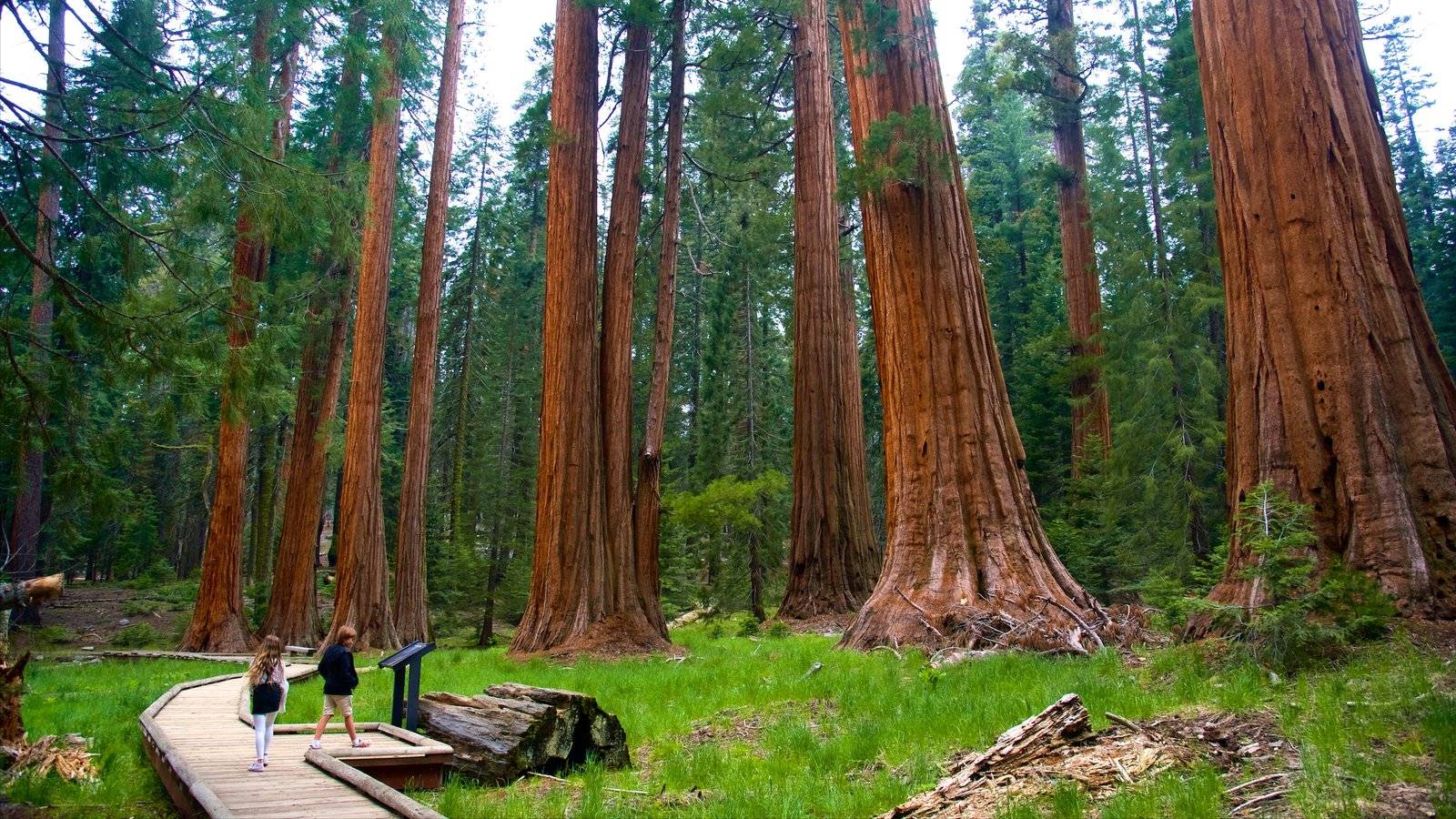 Самое высокое дерево на земле природная зона. Национальный парк Секвойя США. Национальный парк Секвойя Калифорния. Секвойя парк Лос Анджелес. Секвойя дерево парк США.