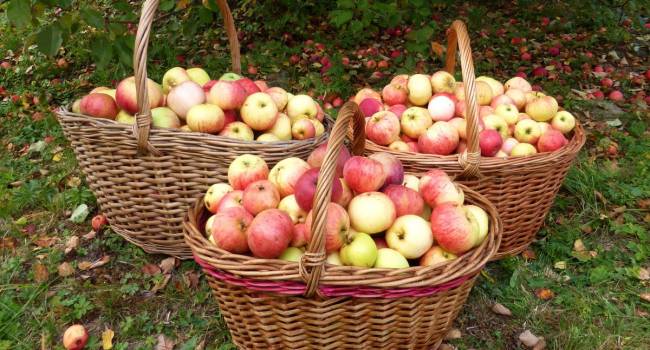 «Никогда такого не было и вот опять»: цены на яблоки рекордно взлетели в Украине