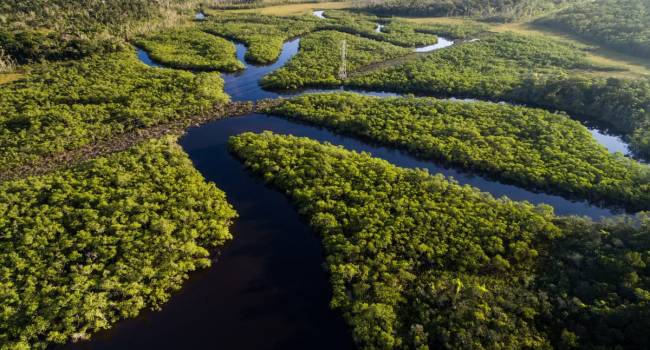 «Они очень чувствительны к осадкам»: ученые сообщили об исчезновении 40% тропических лесов Амазонии