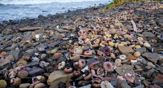 «Такие размеры могли убить всё живое»: ученые рассказали о масштабах загрязнения побережья Камчатки