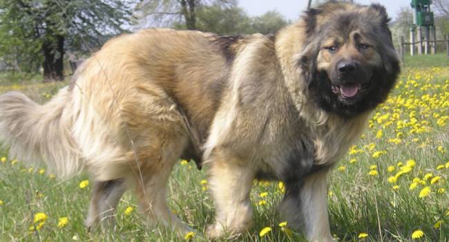 «Очень недоверчивы к посторонним людям»: Кинолог назвал лучшие породы собак для охраны дома 