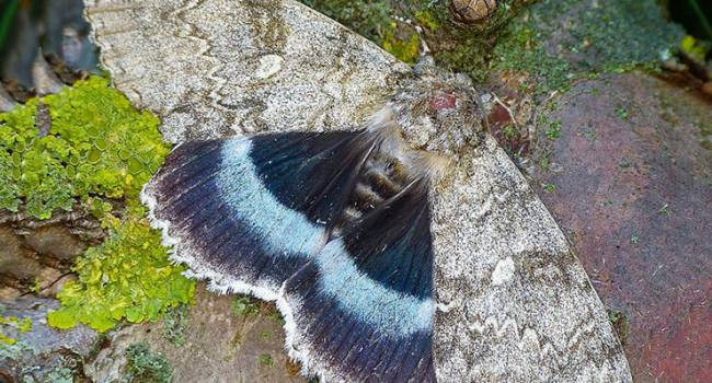В Чернобыле обнаружили невероятно редкую огромную бабочку 