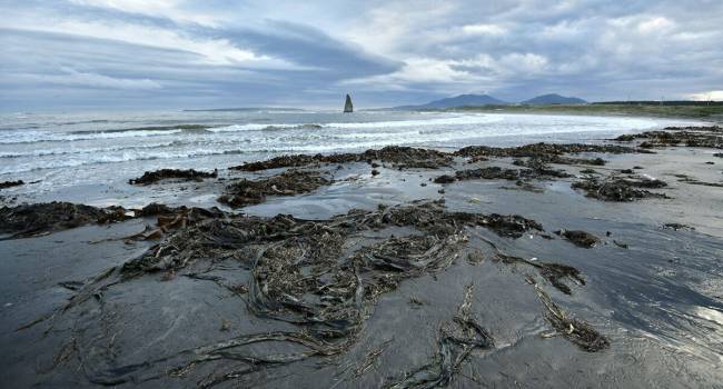 «Орудуют водоросли-убийцы»: российские ученые выдвинули странную версию о причинах экологической катастрофы на Камчатке
