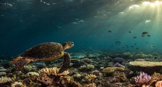 Изменение климата сыграло важную роль: за 25 лет Большой барьерный риф лишился половины кораллов 