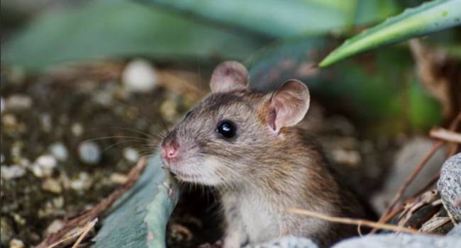 В Африке обнаружены новые виды полуводных мышей 
