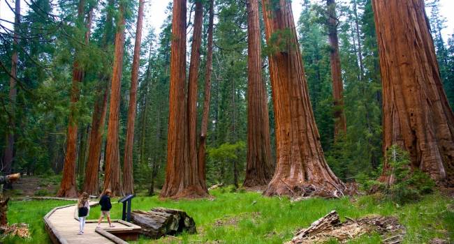 «Пытаемся понять, как бороться с климатическими изменениями»: ученые рассказали о биомассе самых больших деревьев на Земле