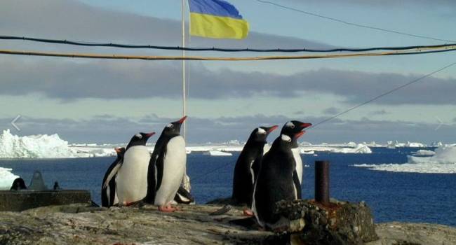 «Спешат на выборы»: возле украинской станции в Антарктиде выстроилась очередь из пингвинов